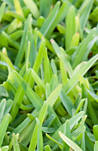 close-up-of-sir-walter-grass